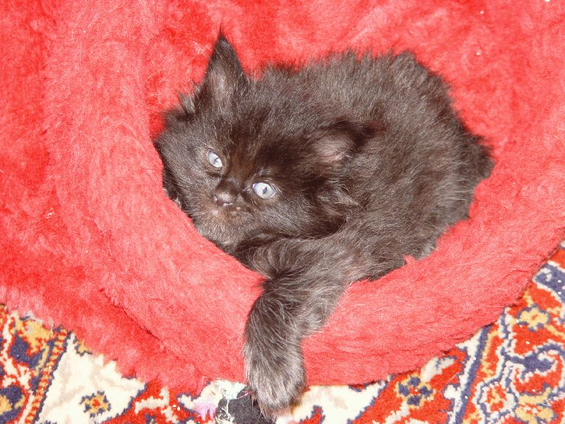 BamBam, mit 5 Wochen