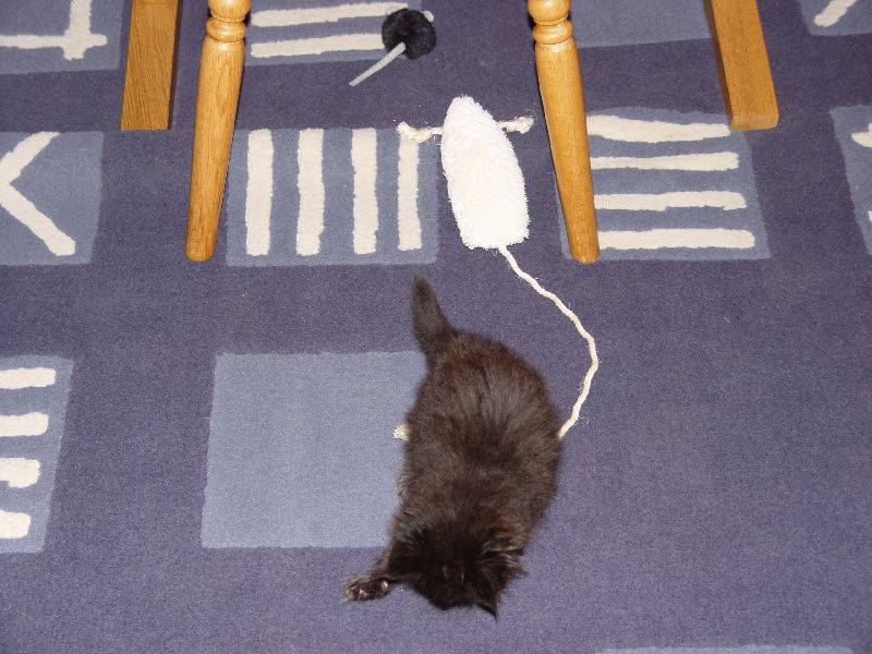 BamBam und die Spielsachen