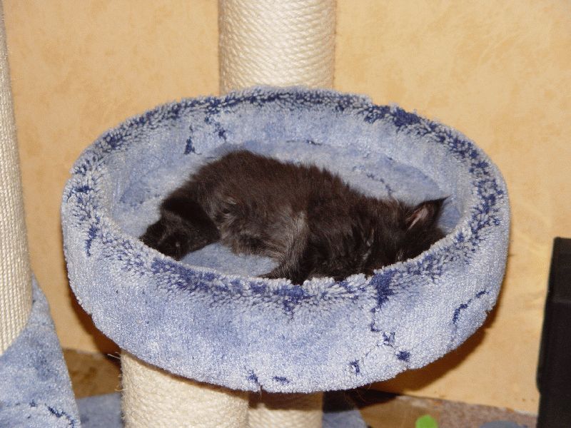 BamBam beim Schlafen