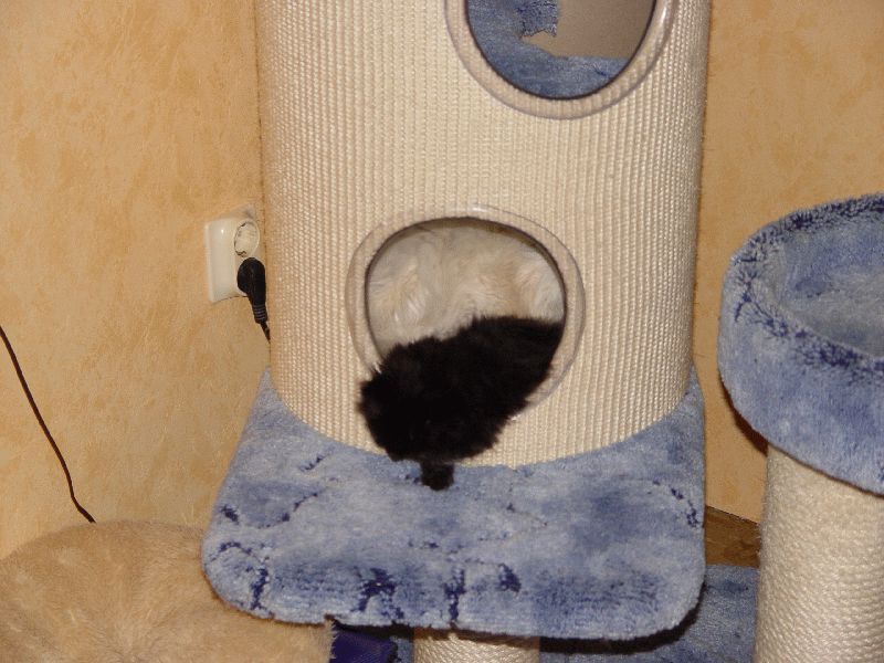 BamBam und sein Ziehvater