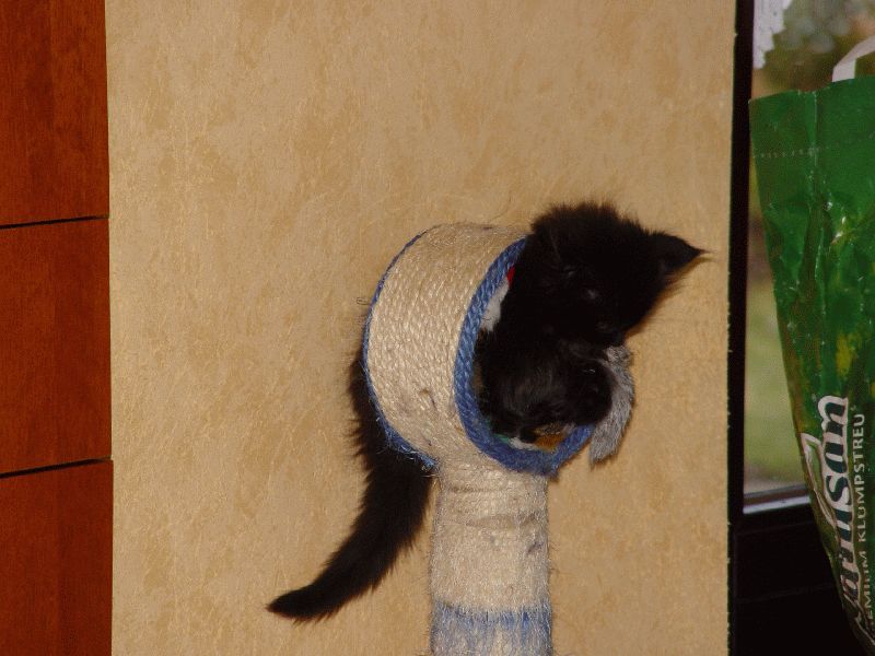 BamBam und der Kratzbaum