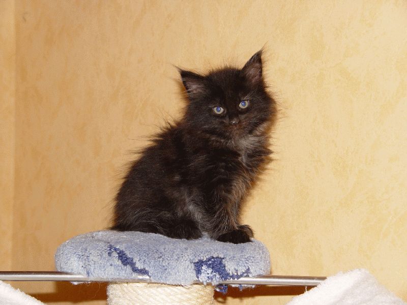 BamBam auf der H�he