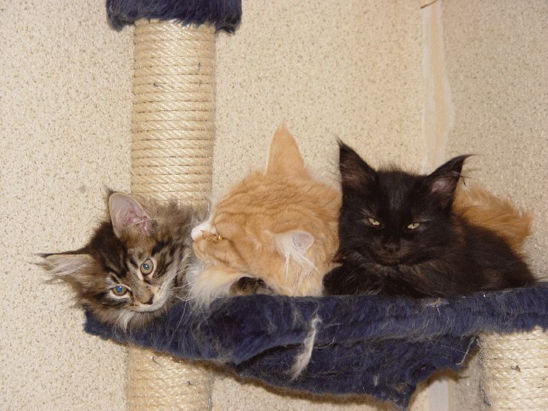 BamBam, Jerry Lee und Dreamer