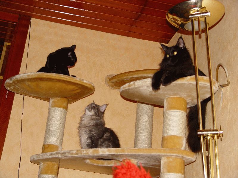 BamBam, Indi und Baghira