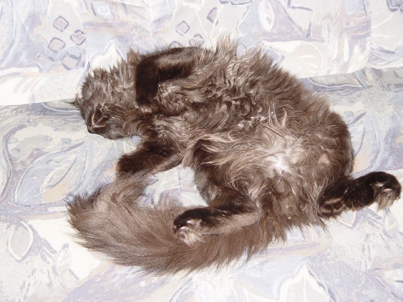 BamBam auf der Couch