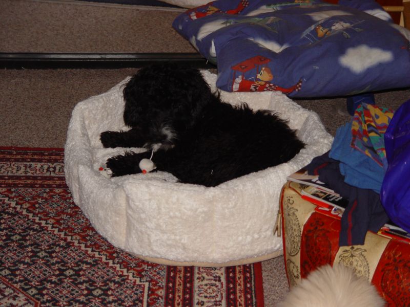 Clayde spielt mit Katzenspielzeug