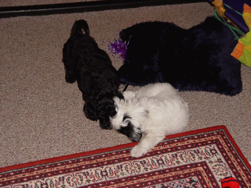 Bonny und Clyde beim spielen.