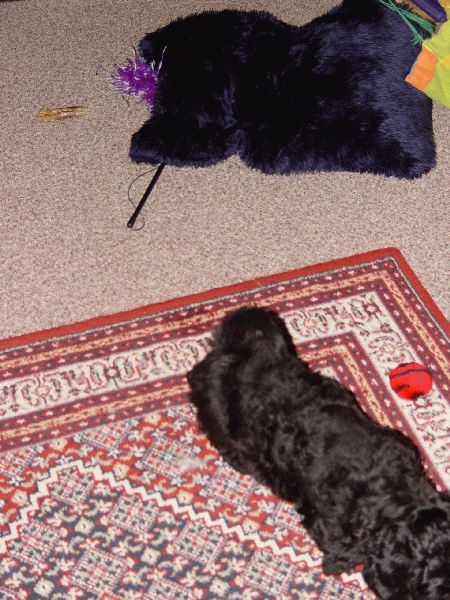 Clade auf der Flucht