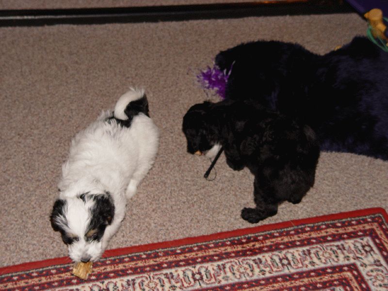 Bonny und Clyde mit einem Kauknochen