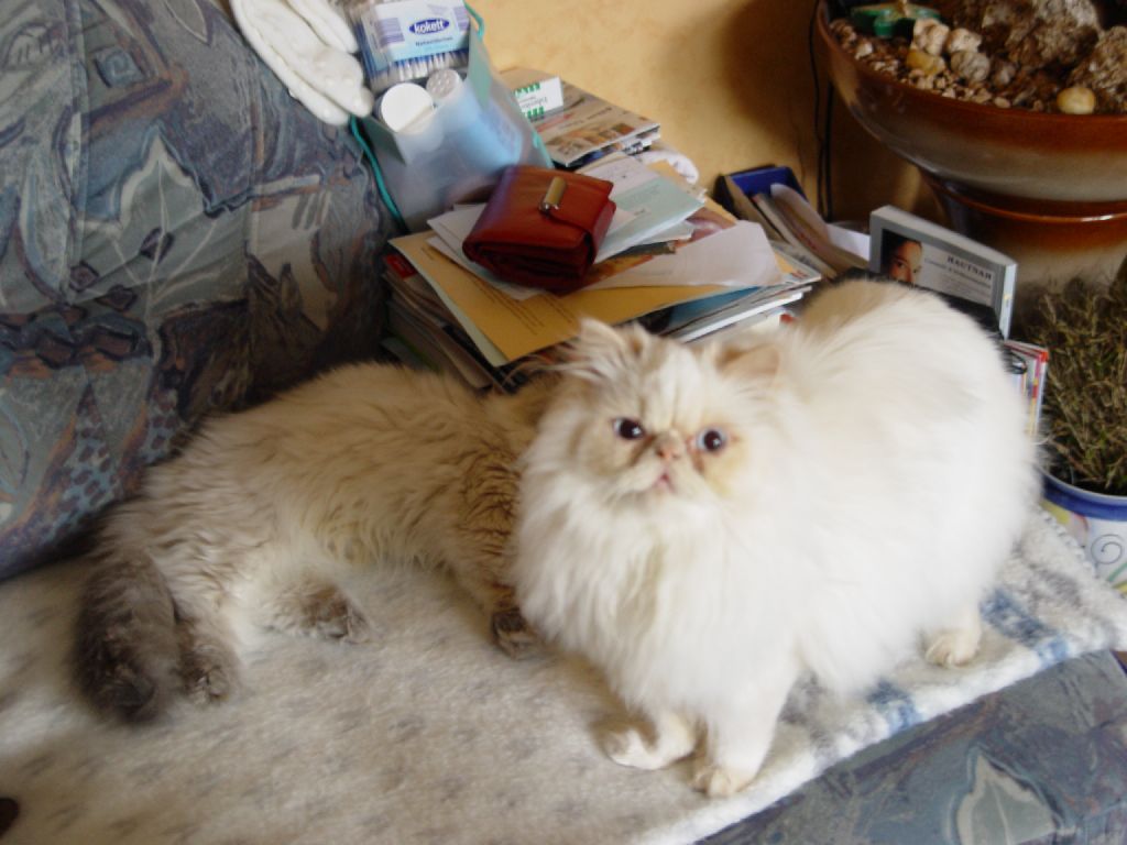 Ferrari vor Little Miss