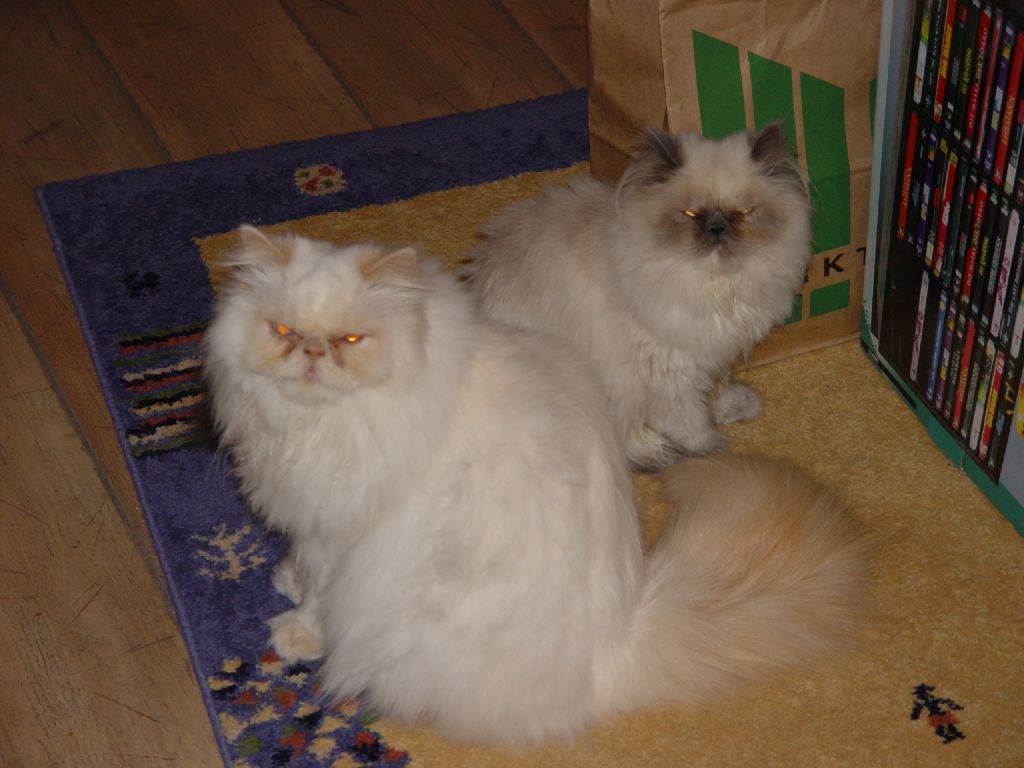 Ferrari und Little Miss