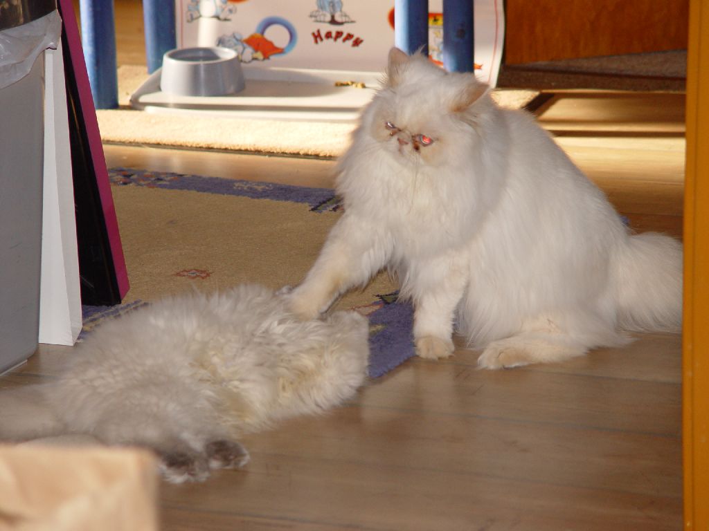 Ferrari spielt mit Little Miss