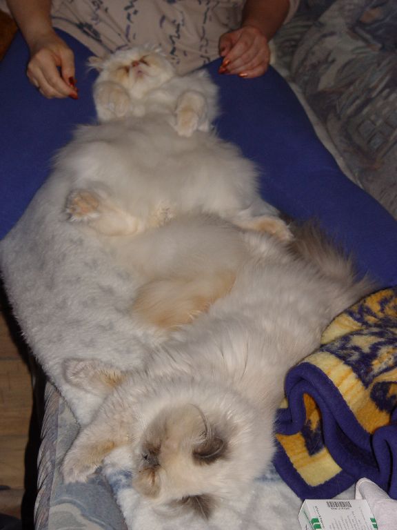 Ferrai und Little Miss bei Sigi