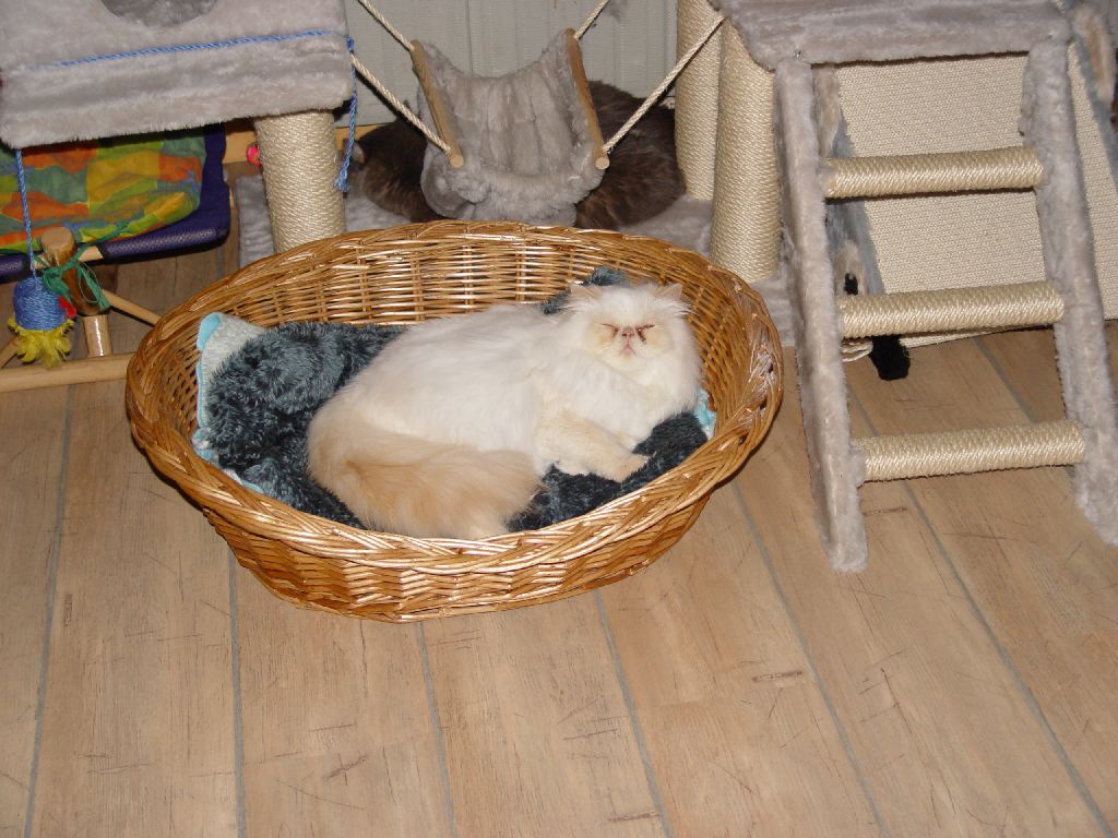 Ferrari im Flechtkorb