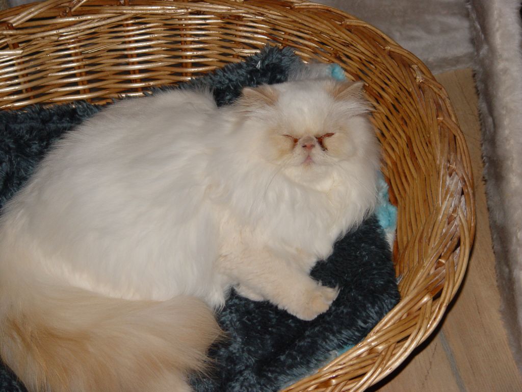 Ferrari im Flechtkorb