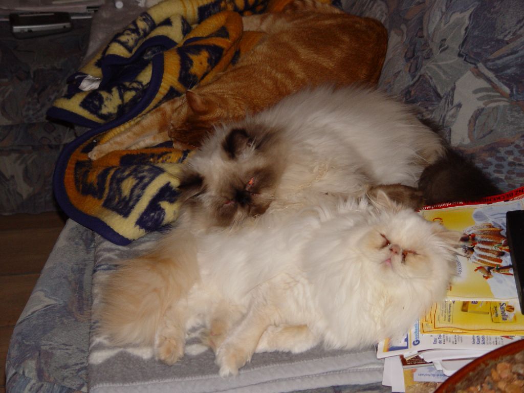 Ferrari, Merlin und Guiness