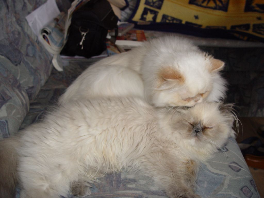 Ferrari und Little Miss