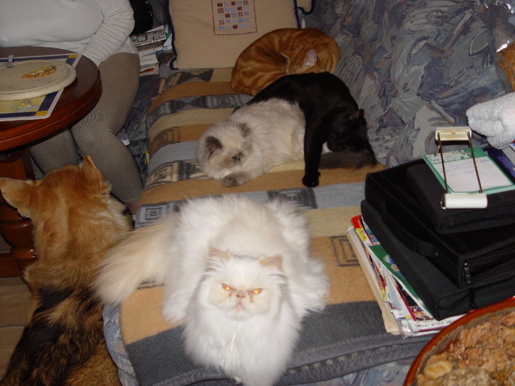 Ferrari, Beghira, Merlin, Little Miss und Akim