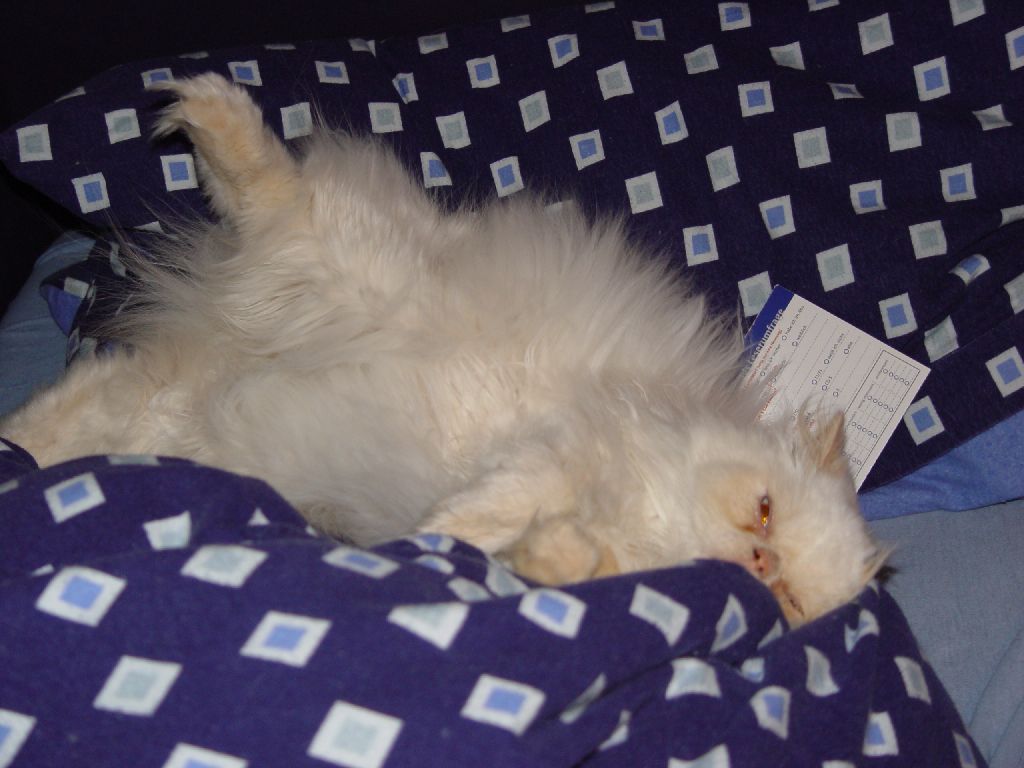 Ferrari auf Stevens Bett