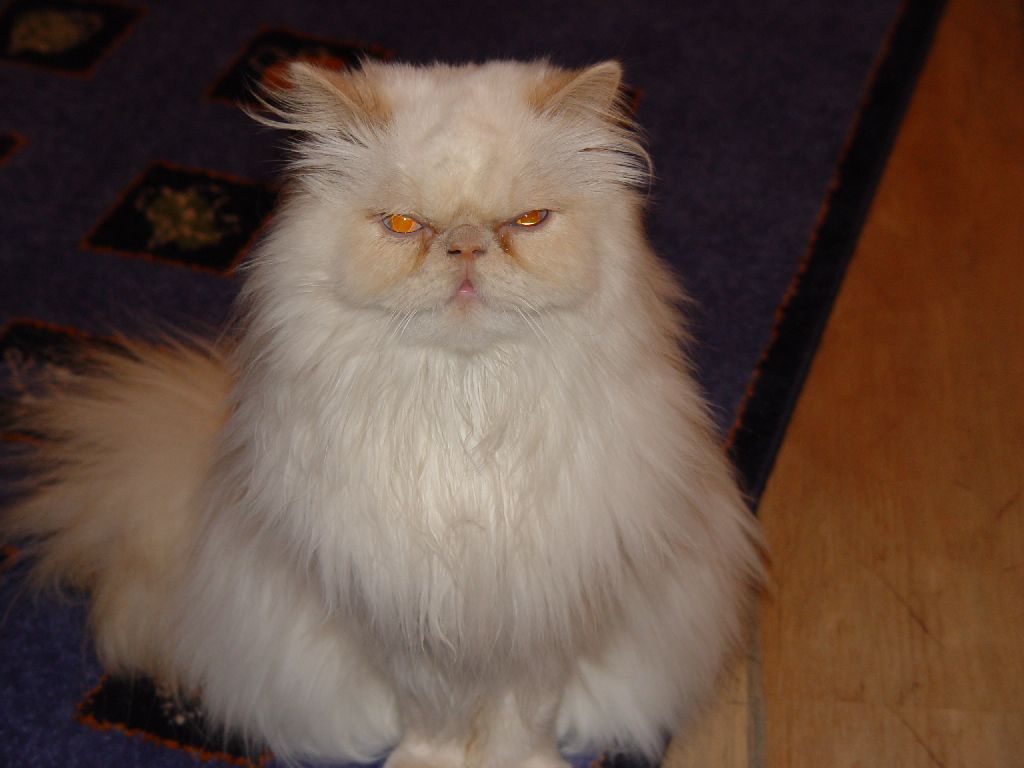 Ferrari schaut streng