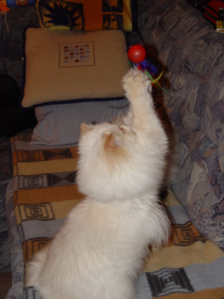 Ferrari beim Spielen