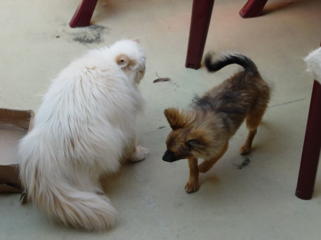 Ferrari mit Nachbars Hund