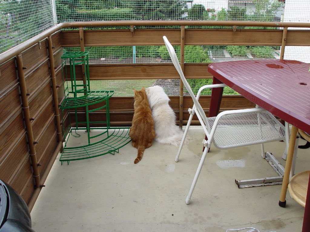 Ferrari und Merlin schauen in Garten