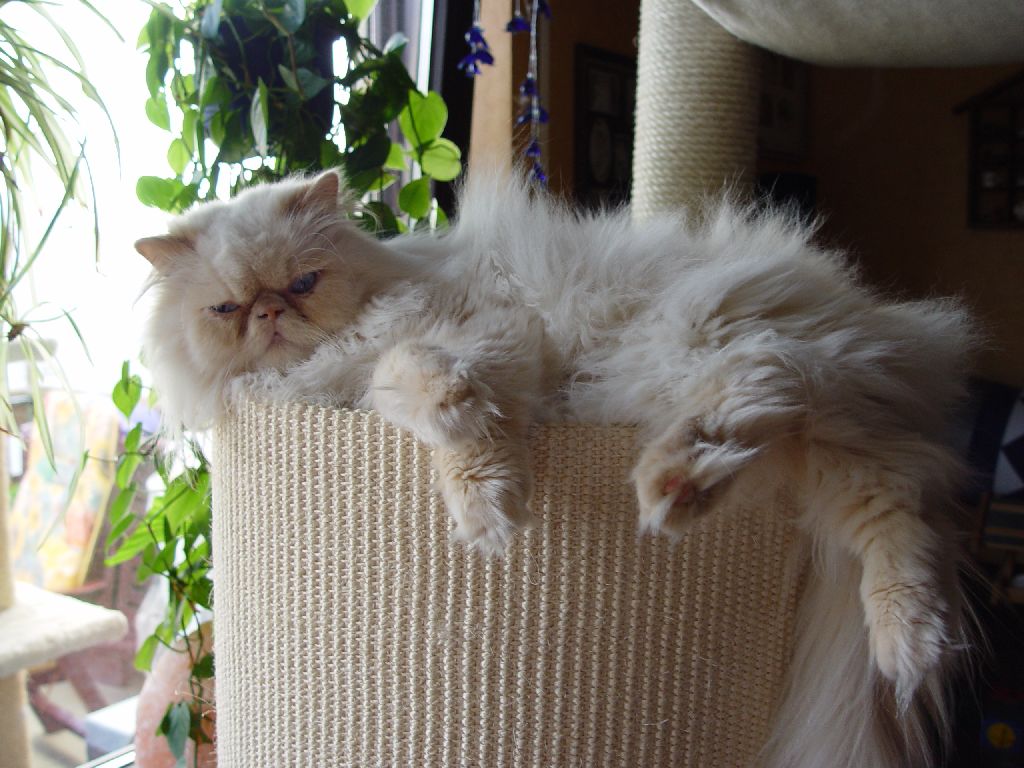 Ferrarri auf der Tonne