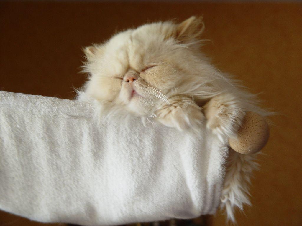 Ferrari in H�ngematte