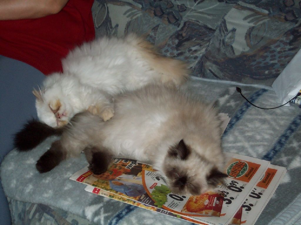 Ferrari schl�ft auf Guiness