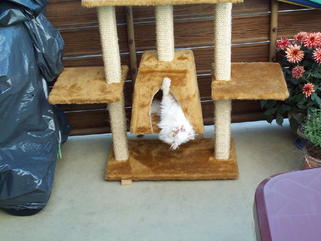 Ferrari auf dem Kopf