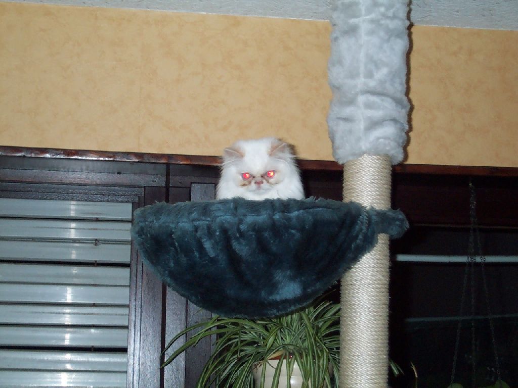 Ferrari in der Schale