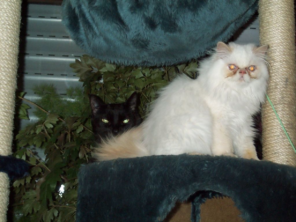 Ferrari auf Kratzbaum