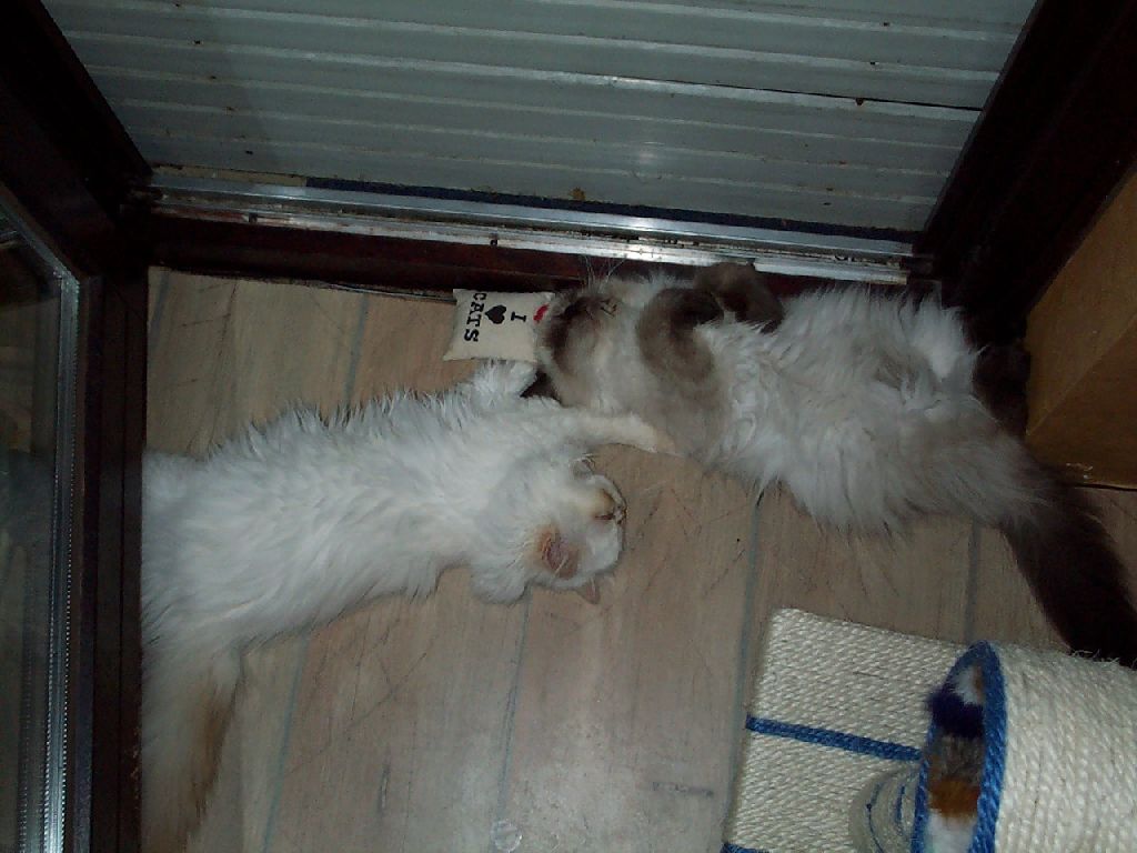 Ferrari und Guiness an Balkont�r