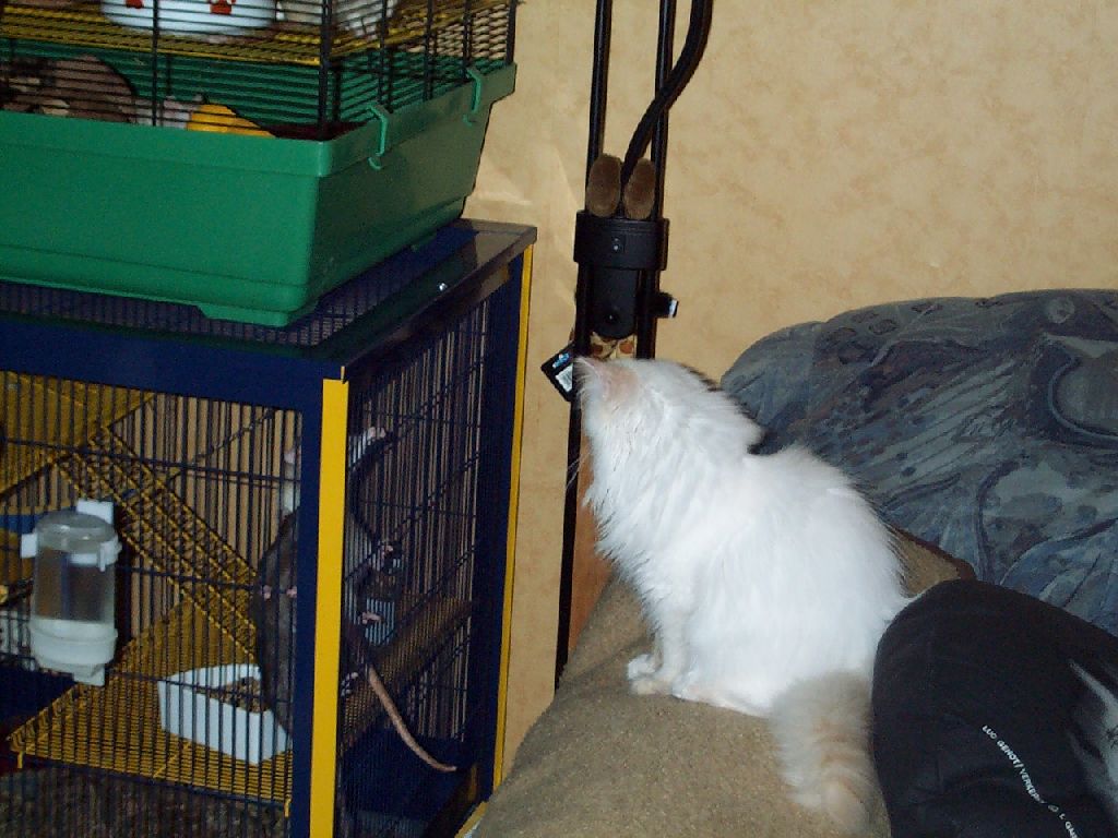 Ferrai am Rattenk�fig