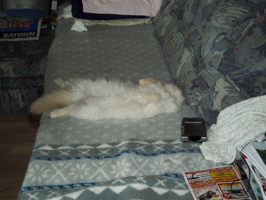 Ferrari schl�ft als H�schen