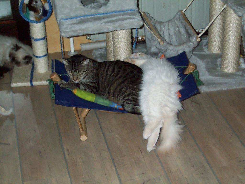 Ferrari schl�ft auf Balu