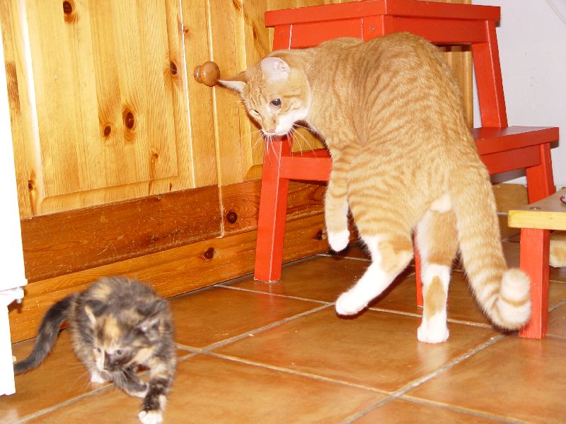 Jeannie spielt mit Speedy