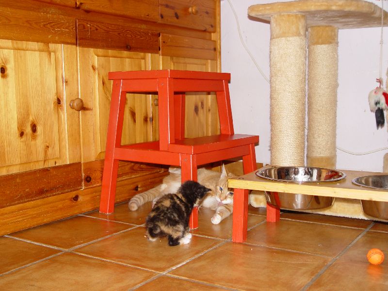 Jeannie spielt mit Speedy