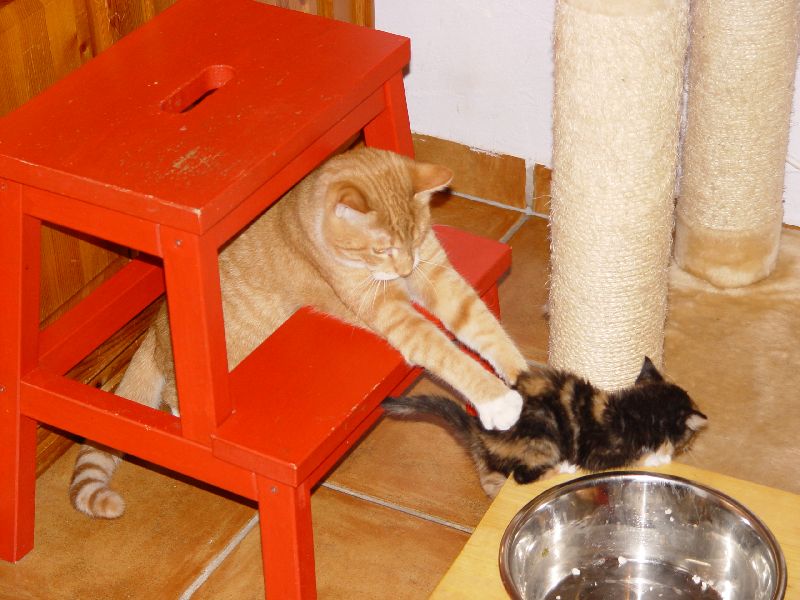 Jeannie spielt mit Speedy