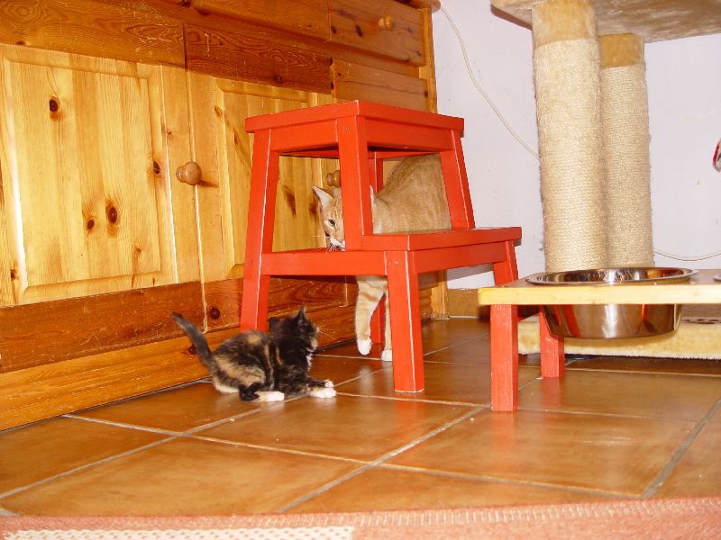 Jeannie spielt mit Speedy