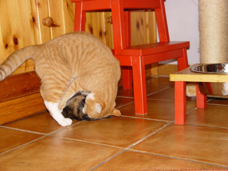 Jeannie spielt mit Speedy