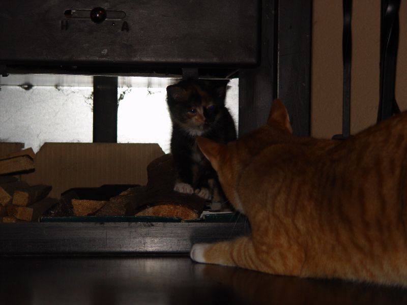 Jeannie unter dem Kamin