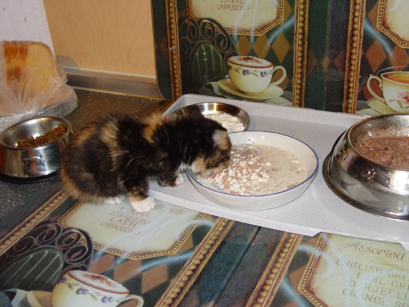 Jeannie beim Fressen