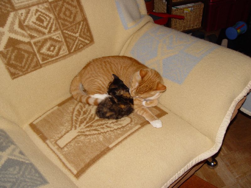 Speedy putzt Jeannie