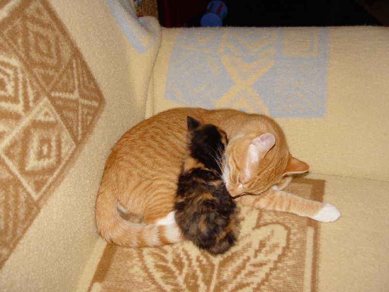 Speedy putzt Jeannie