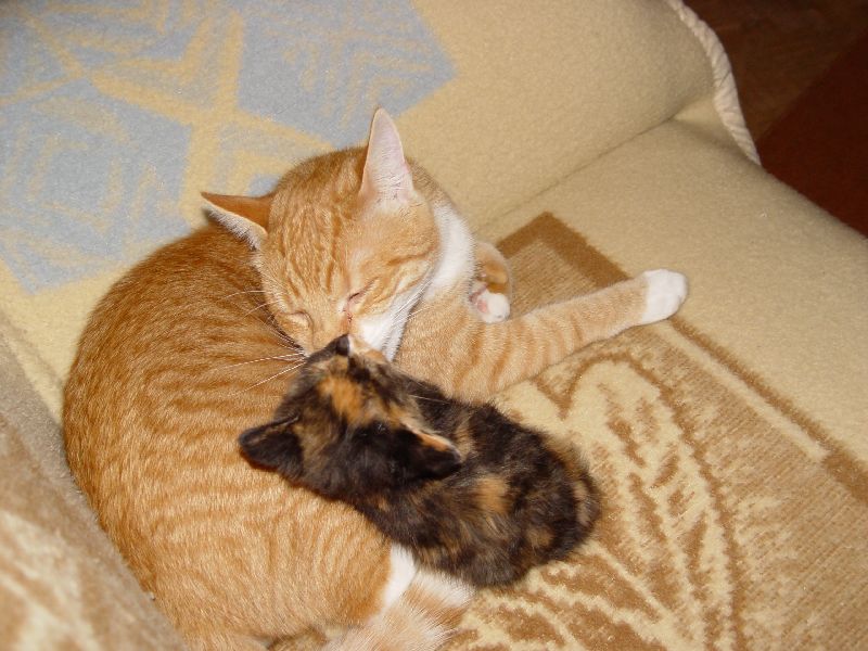 Speedy putzt Jeannie