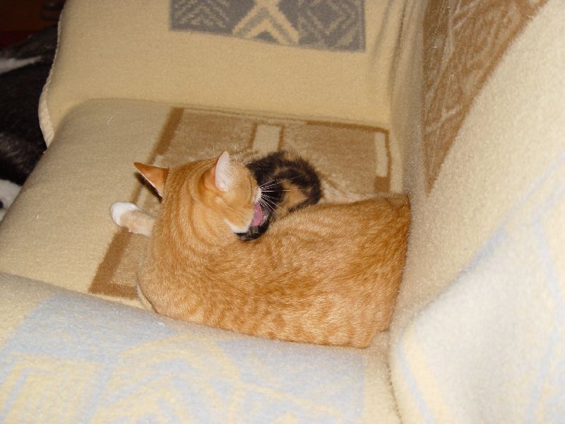 Speedy putzt Jeannie