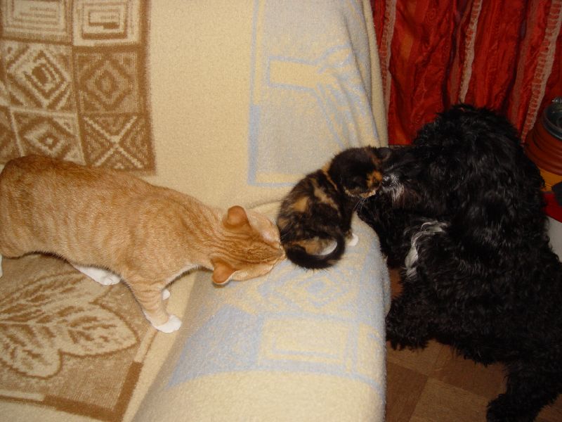 Jeannie, Speedy und Clyde