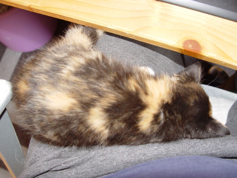 Jeannie beim Schlafen